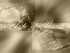 Arte & Poesia